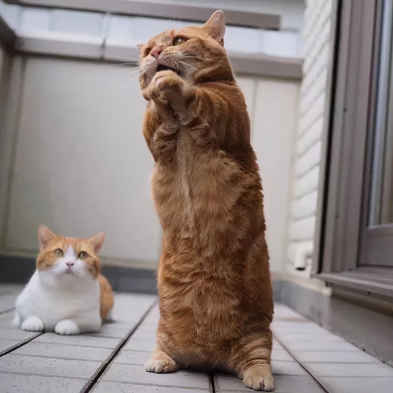 爱唱歌的小猫咪,爱唱歌的可爱猫咪