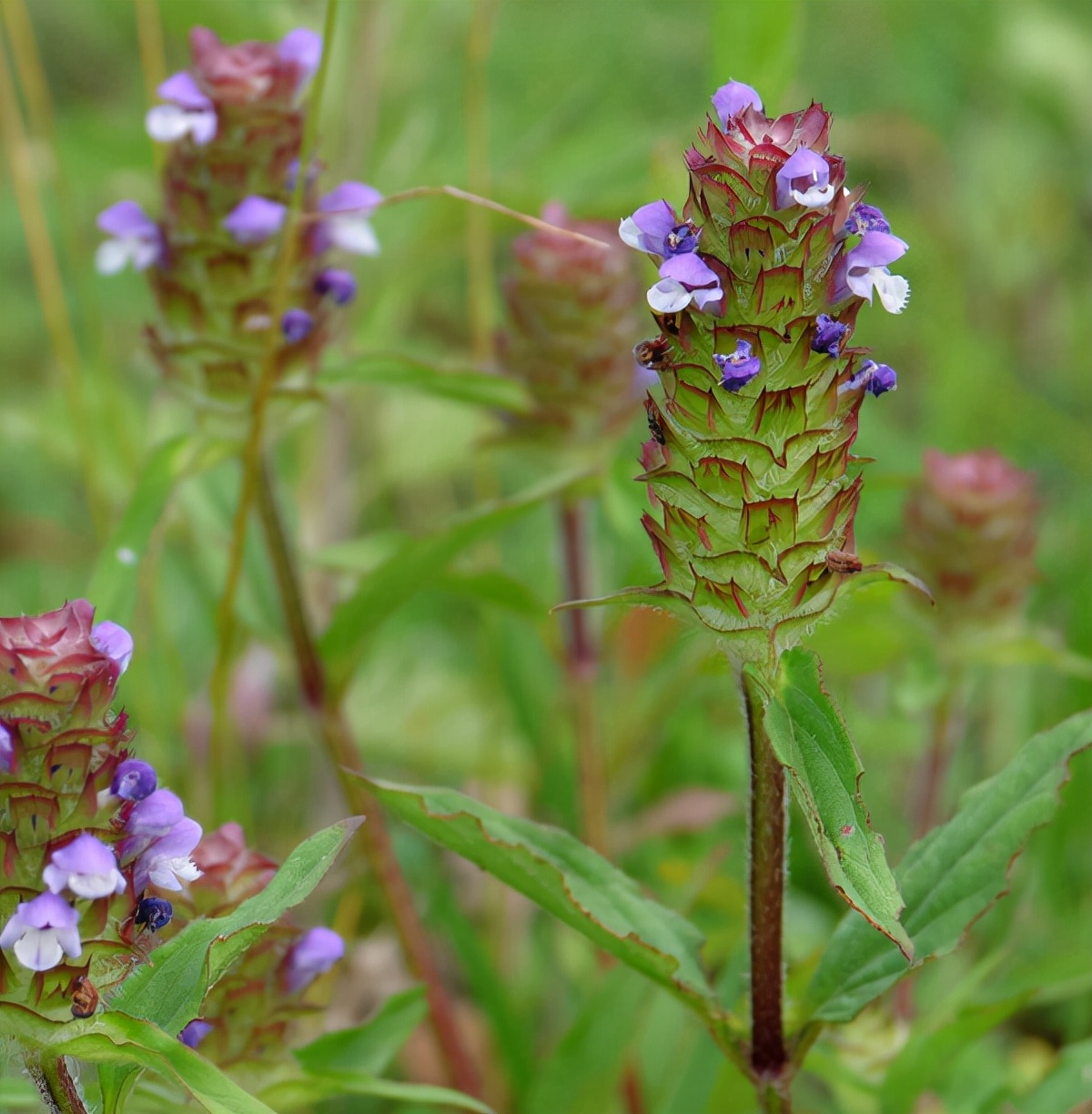 小时候经常见又叫不上名字的植物,一些常见的能吃的植物名称