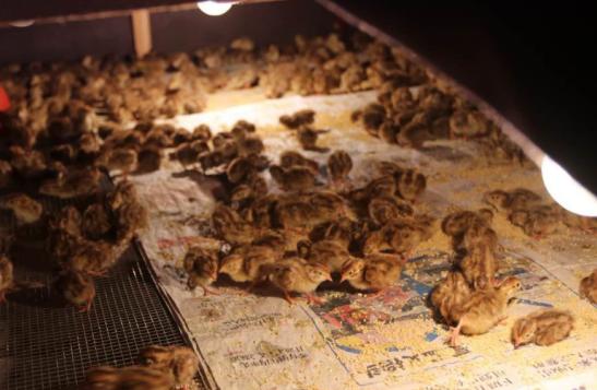 高温天气养殖风险大吗,夏天养鹌鹑需要注意什么