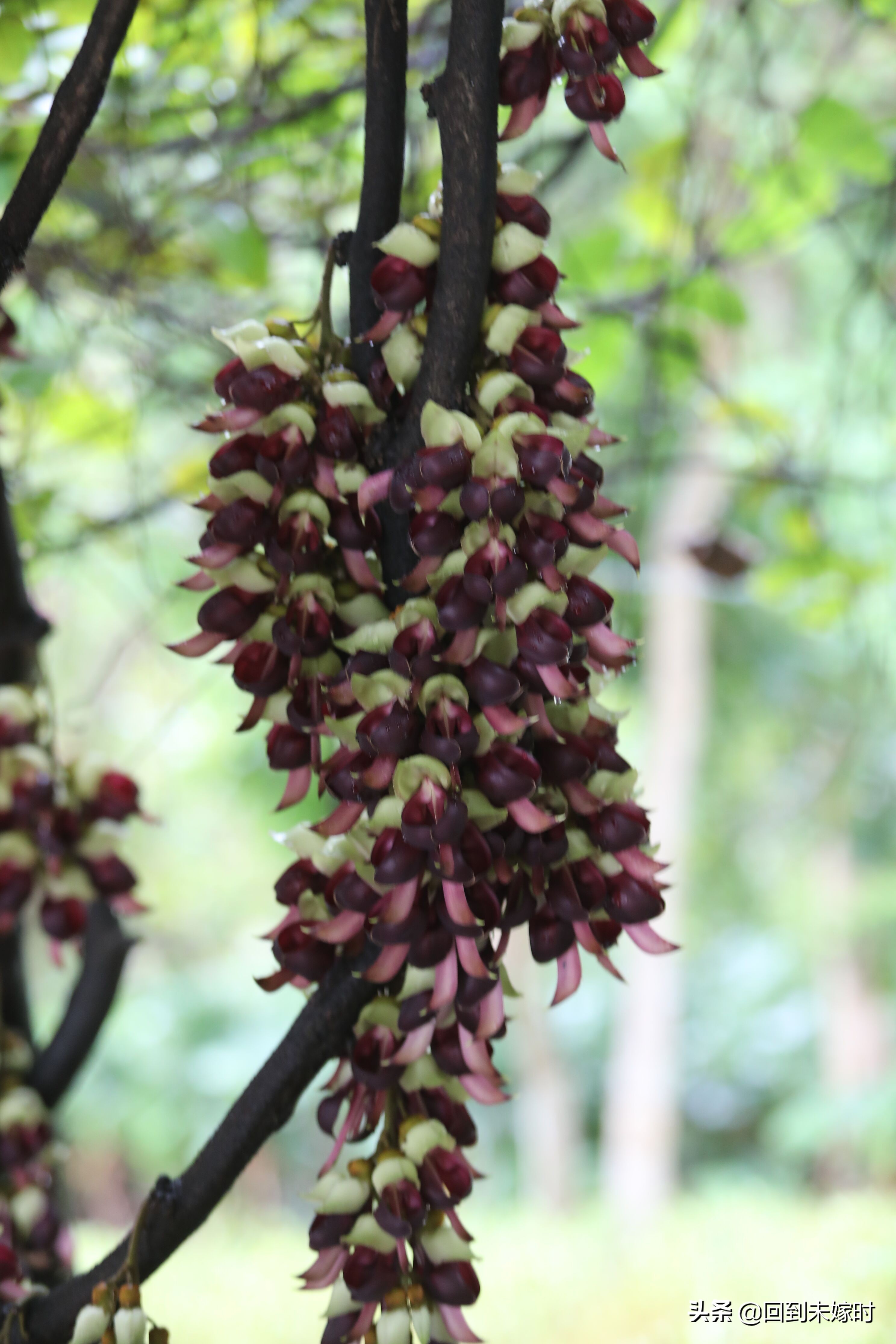 深圳东湖公园禾雀花,深圳东湖公园现在有花吗