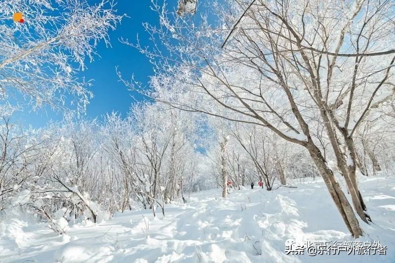 冬天漠河白桦林童话世界完整视频,冰雪大世界长白山雪乡六天五晚
