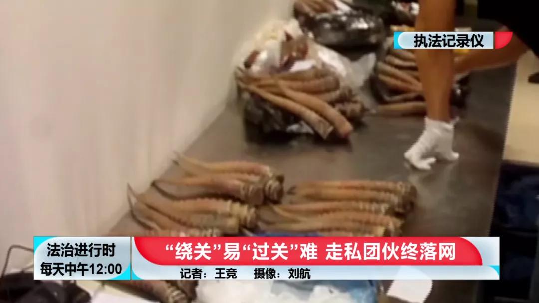 【BTV-我是检察官】认罪认罚背后的故事④：犯罪团伙*私走**高鼻羚羊角303根，价值606万元