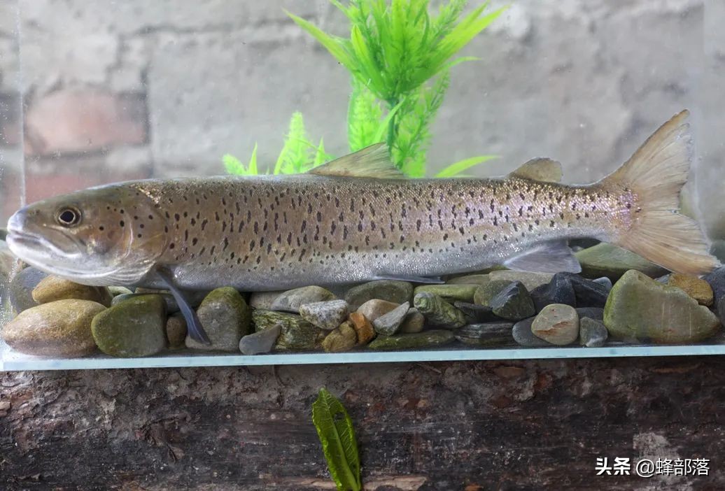 什么鱼最好养殖最挣钱,农村养殖鱼的技巧和注意事项