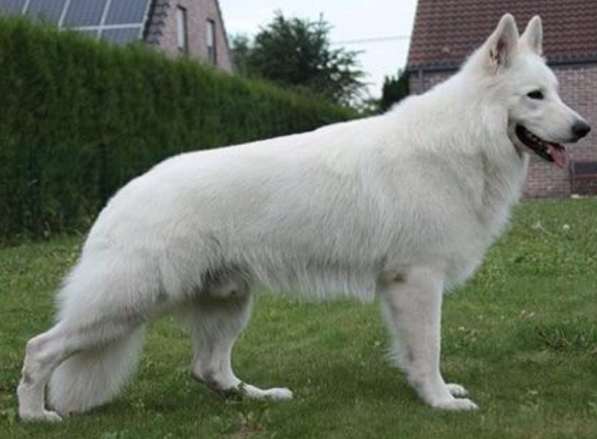 德国牧羊犬白色,白色德国牧羊犬多少钱