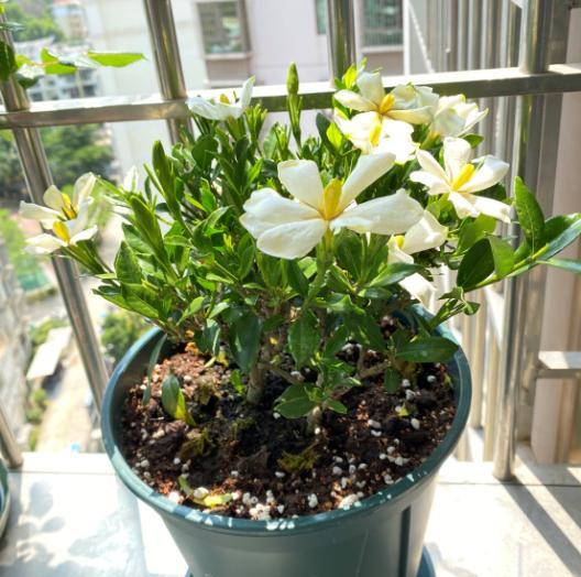 栀子花黄叶施什么肥料好,栀子花黄叶掉叶换土春季