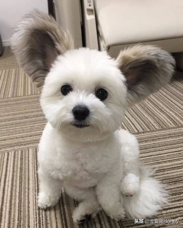 盘点柯基的混血狗,柯基小短腿混血