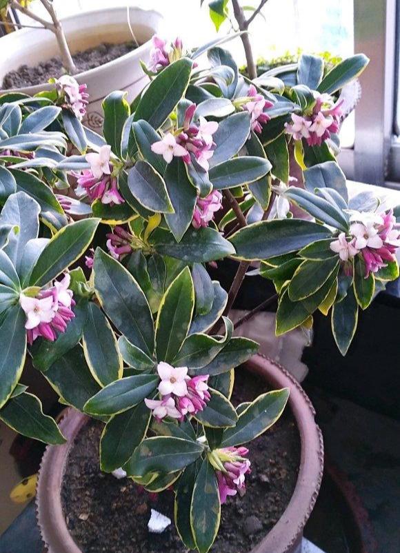 养这6种花太省心新手也很难养死,这6种花从春开到夏养了不吃亏