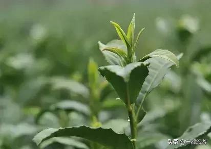 一起品味！小布茶香，香飘全国~