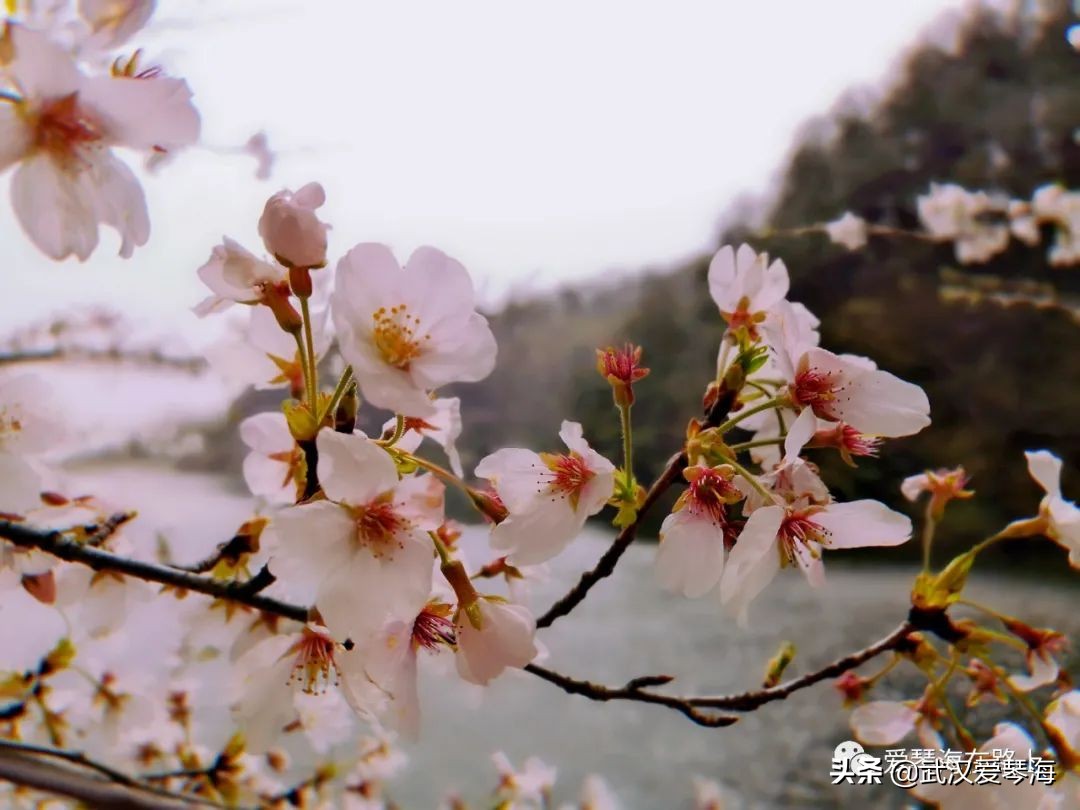 清凉寨樱花烂漫,清凉寨野景