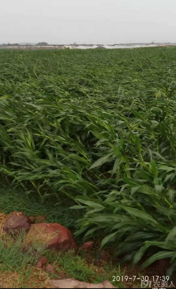 玉米花生种植高产技术,玉米高产高效种植技术