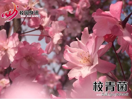 曲靖师范学院玉兰花,曲靖师范学院樱花正盛无人赏