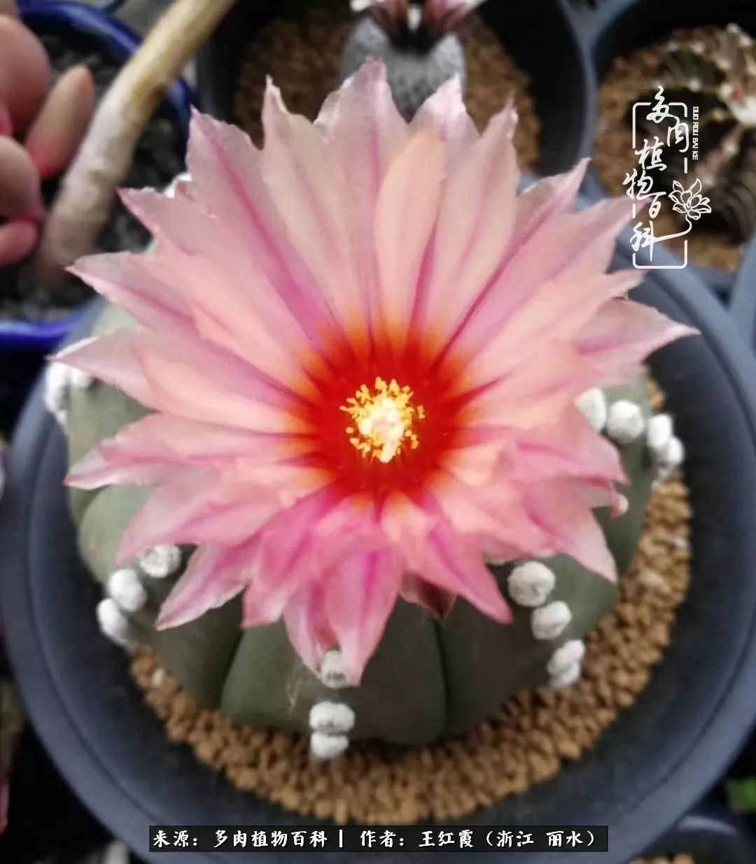 仙人球露养条件,仙人球的露养方法