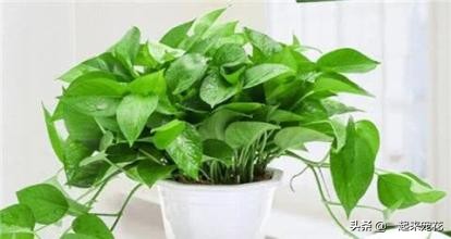 绿萝如何养护长得更快,绿萝多长时间能长到1米长