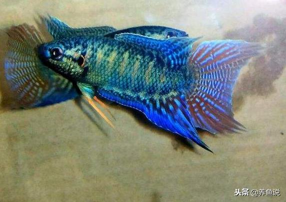 观赏鱼全部种类名字 (观赏鱼品种科普)