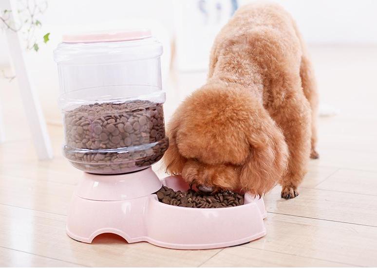 女生最适合养贵宾犬,养贵宾犬有什么建议