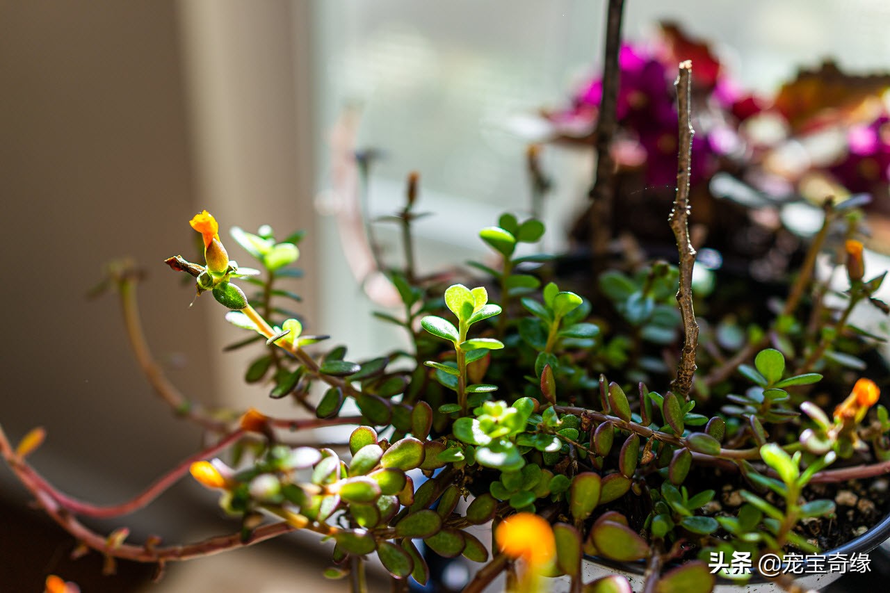 铲屎官必须要知道的猫咪常见疾病,铲屎官对猫有什么危害