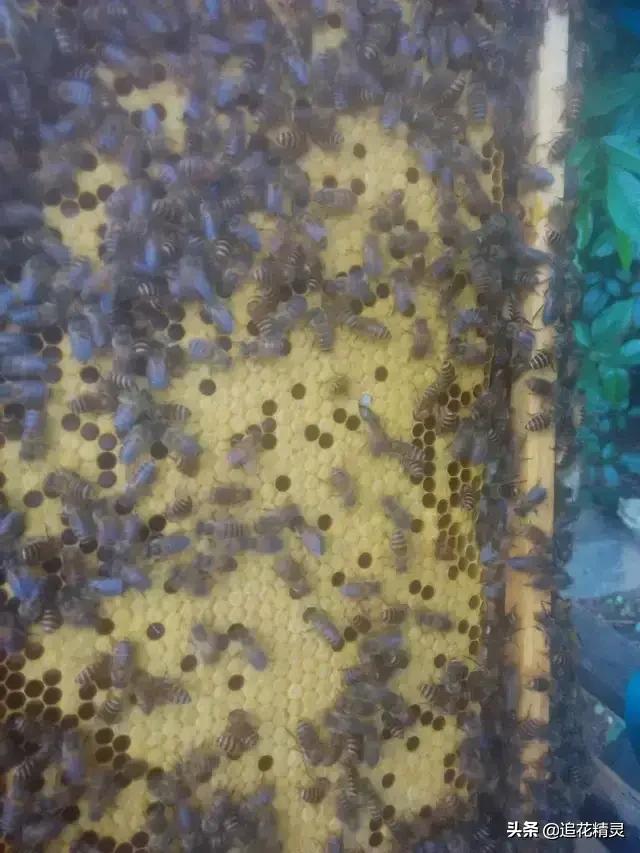 低温繁蜂,繁蜂期遇连续低温怎么办