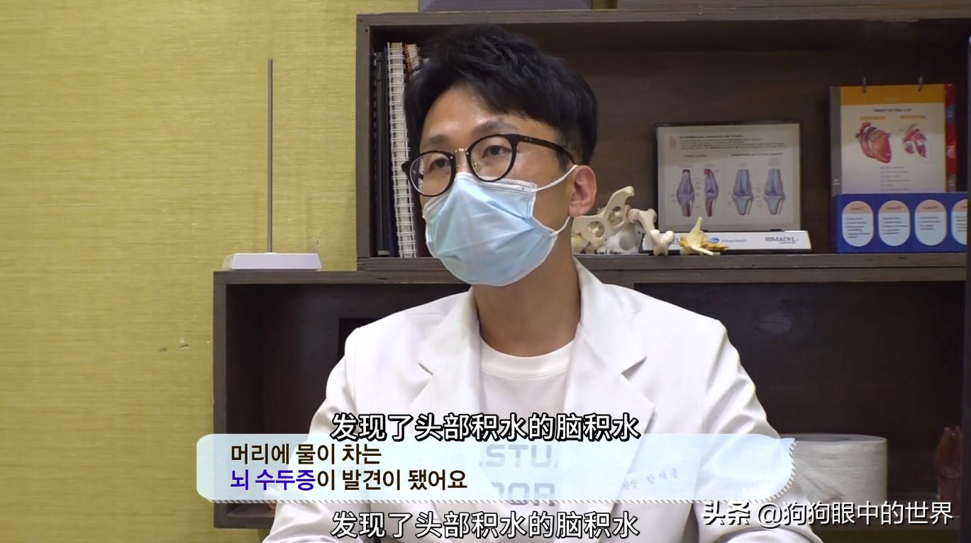 狗狗一直转圈圈还用爪子刨被子,狗狗每天都趴又拉又吐