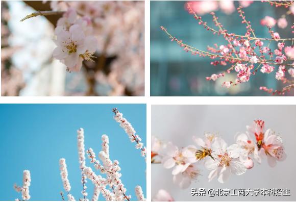北京大学高颜值学霸,中国十大景色最美的大学