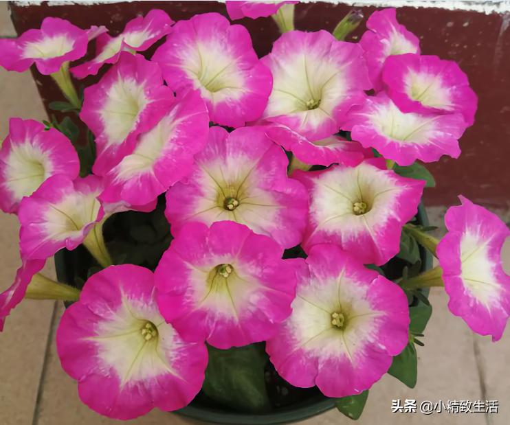 花草种子几月份播种最好,花草播种