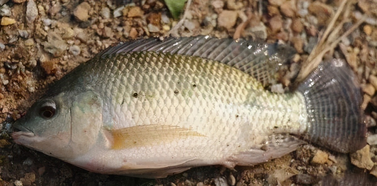 深圳免费钓鱼最佳钓点,深圳最新海钓鱼免费地点推荐