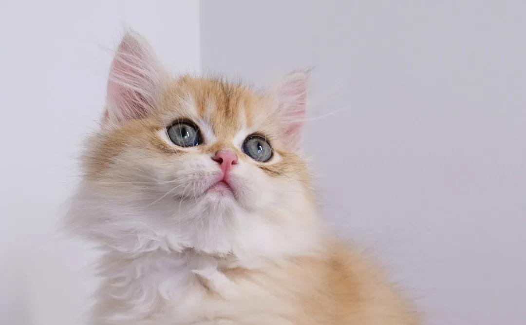 猫咪拉屎带的血该吃什么药,猫咪拉屎屁股上有血