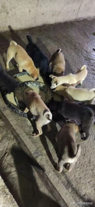 豆腐渣发酵饲养肉狗效果,发酵豆渣喂狗配方