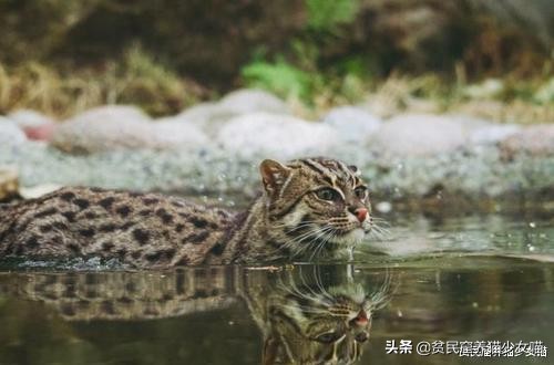 玩水的小猫咪,戏水小猫咪