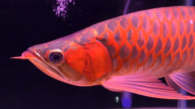 养龙须知,养龙柳的风水大忌