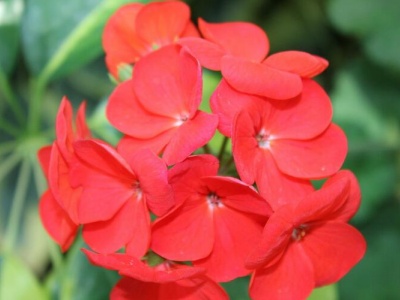 凤仙花种子播种10天为什么不发芽,凤仙花播种发芽教学视频