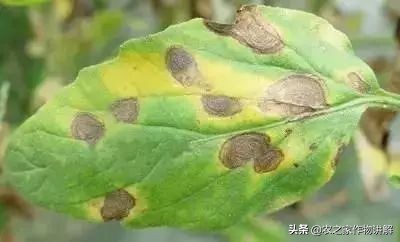 西红柿着色不均预防,大棚西红柿裂口并腐烂是什么原因