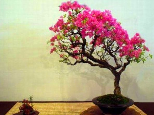 紫薇花生长速度慢什么原因,紫薇花一年的生长变化