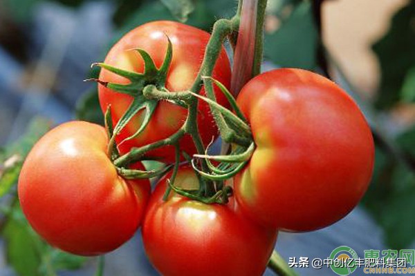 番茄空心果打什么药补救,番茄空心果怎么去挽救