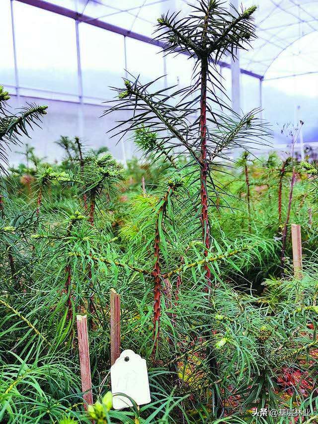 杉木品种优良,杉木怎么提高种植成活率