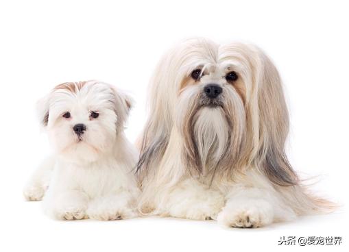 小型犬最可爱可以梳辫的,小型长毛犬可以扎辫子