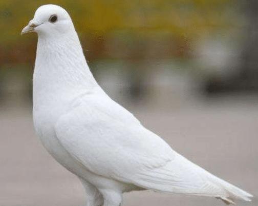 德国梅克姆治疗鸽子螨虫,鸽子身上有螨虫会对人体有伤害吗