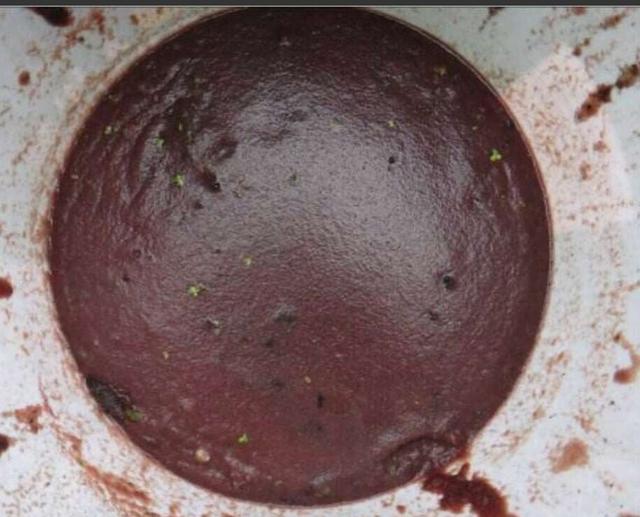 虫虫鱼怎么存放最好,正确的鱼虫饲养方法