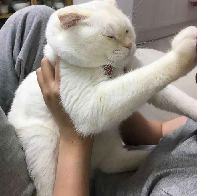 铲屎官请自重图,铲屎官请自重