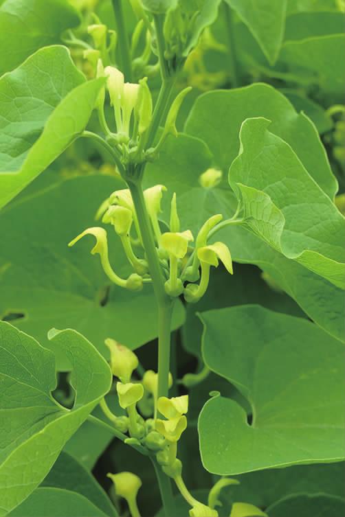 马兜铃科马兜铃属植物柔毛马兜铃,马兜铃目植物