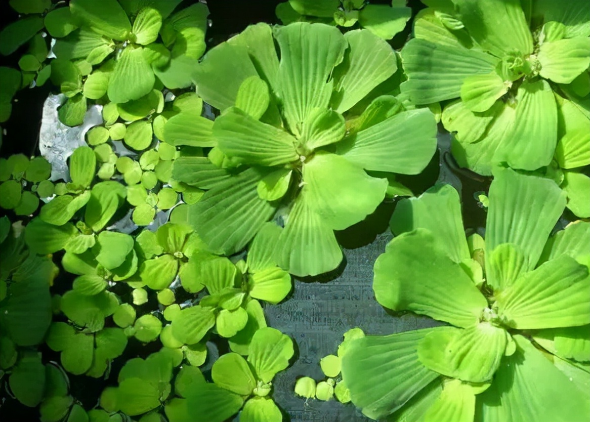 长在水中的“白菜”,因繁殖能力强被嫌弃,改名逆袭成盆栽新宠