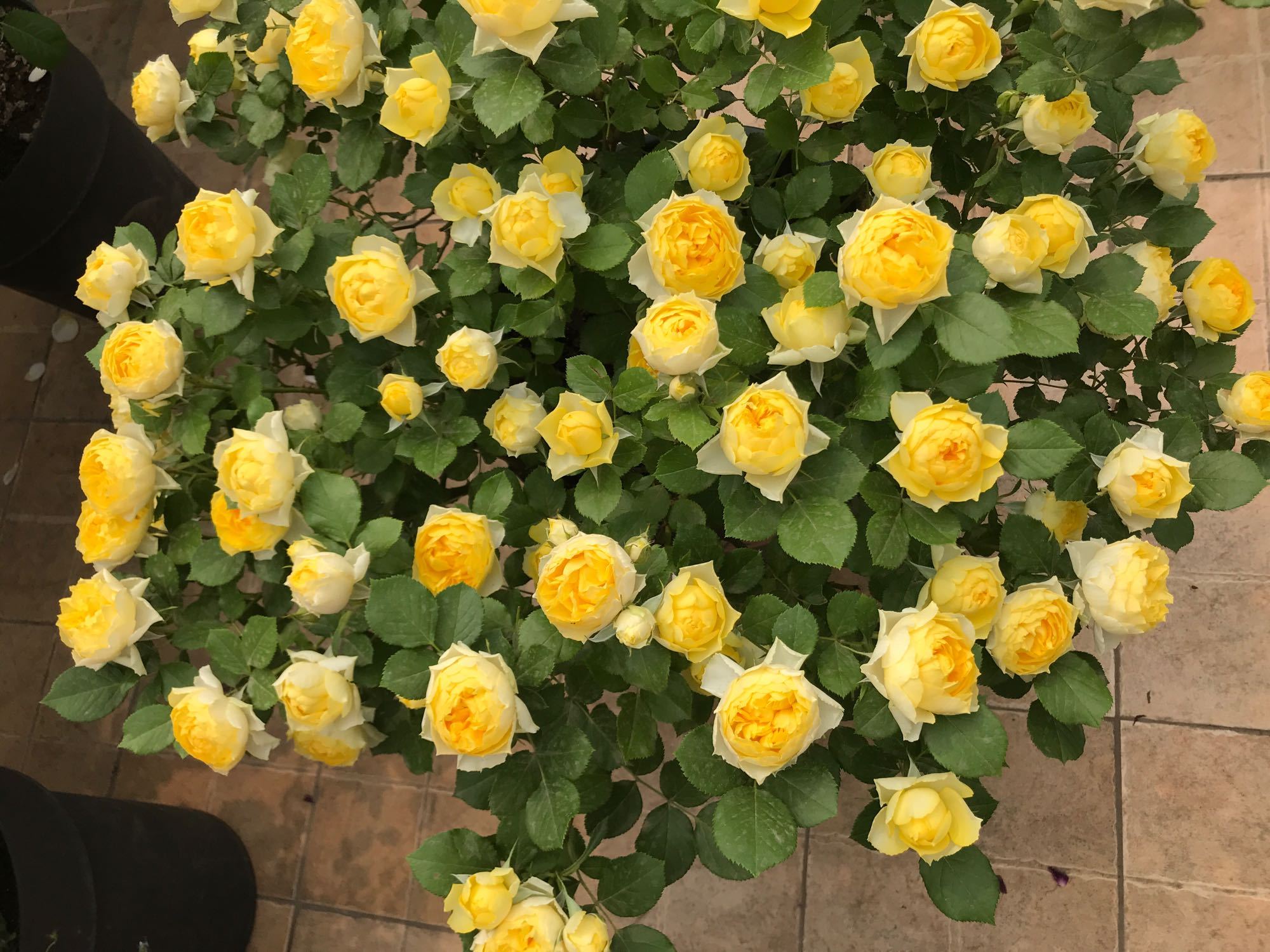 为什么月季大神喜欢给月季花的花苞套网套？好处坏处讲清楚了