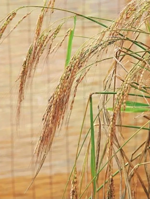 “大米熟了”，不是锅里煮的，而是阳台上栽的，一起来采摘吧