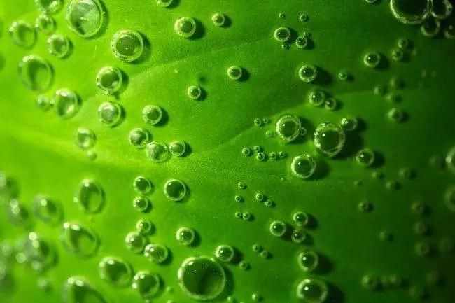 氨基酸、黄腐酸、腐植酸:三大生物刺激剂的作用与区别