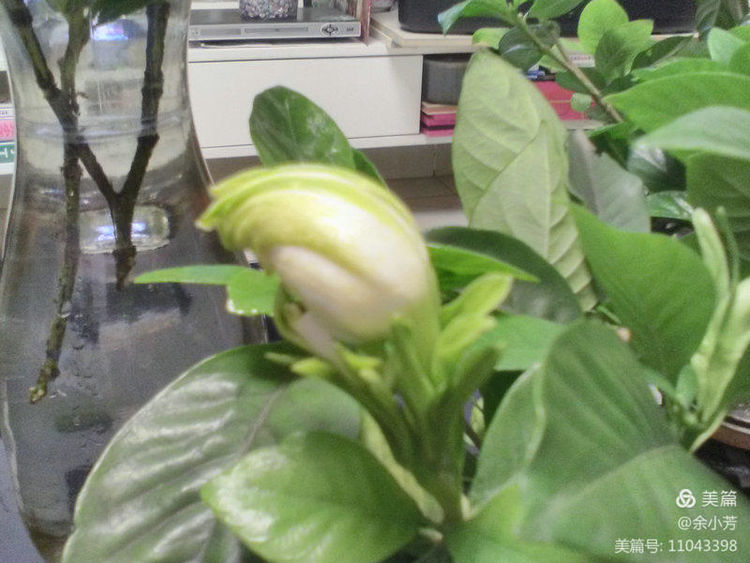 栀子花开舞蹈视频,栀子花开何炅