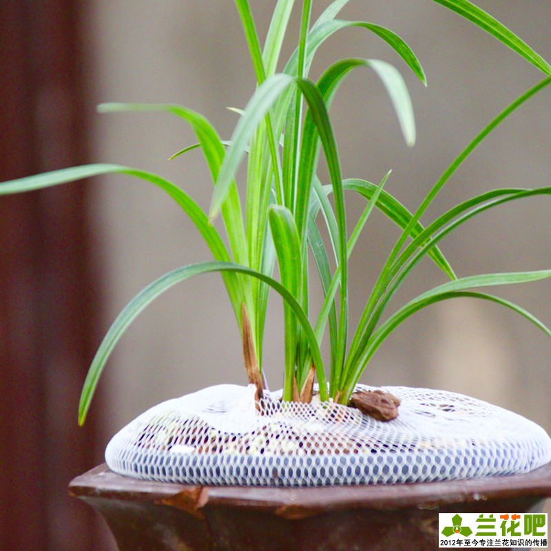 栽培兰花为什么要注意通风,在阳台养兰花湿度和通风怎样掌握