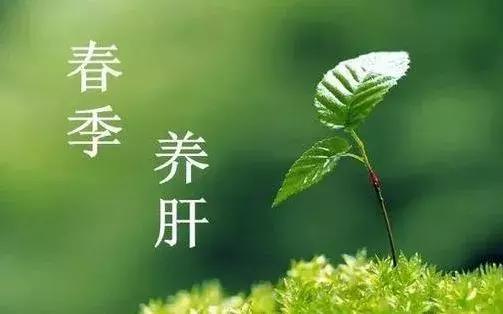 春天补肝养肝喝什么,春天调肝养肝正当时