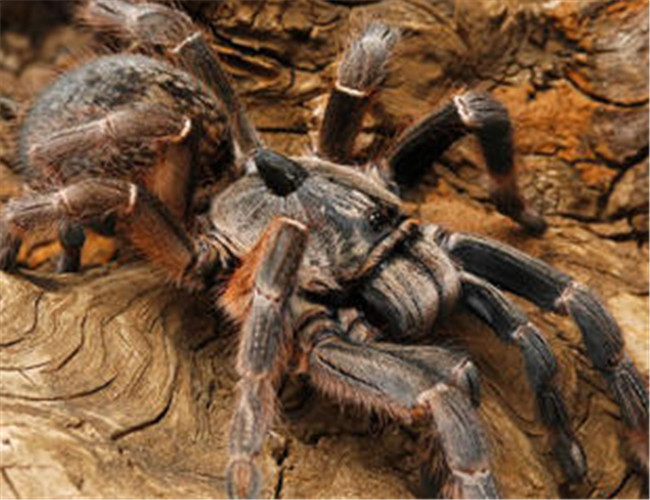 在野外奇形怪状的蜘蛛,各种宠物蜘蛛图片