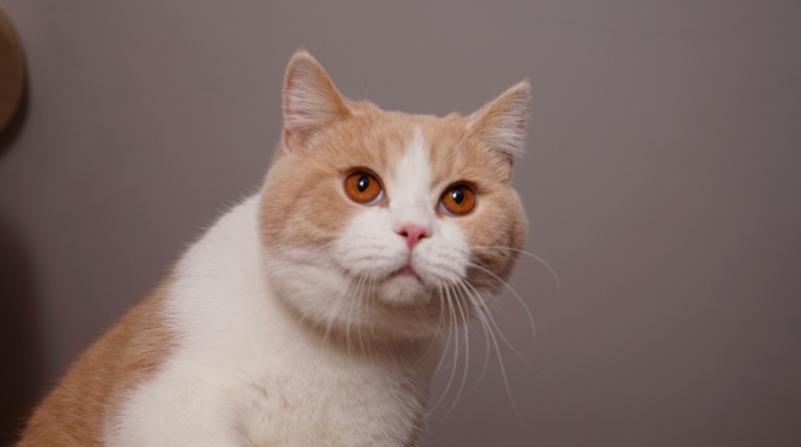 怎样买到纯血统美短,买纯种英短