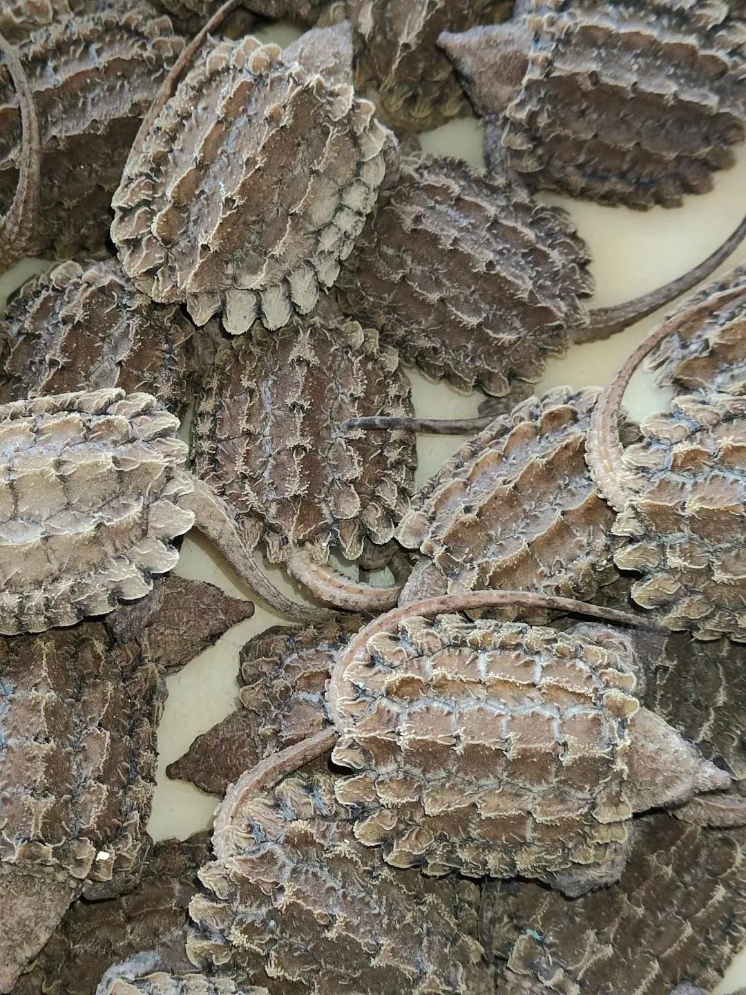 挑杆卖龟骗局,买龟被骗800