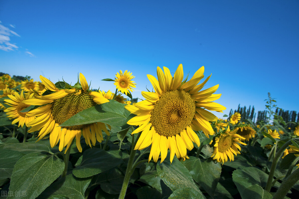 向日葵为什么总是向着阳,向日葵朝着太阳的原因